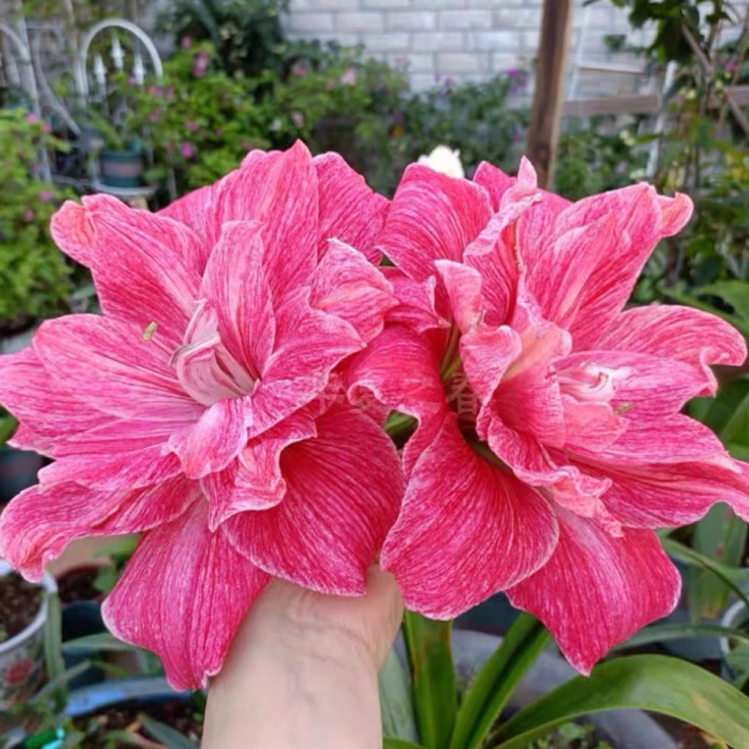 澳朱 贵妇 安吉拉 红瑞秋