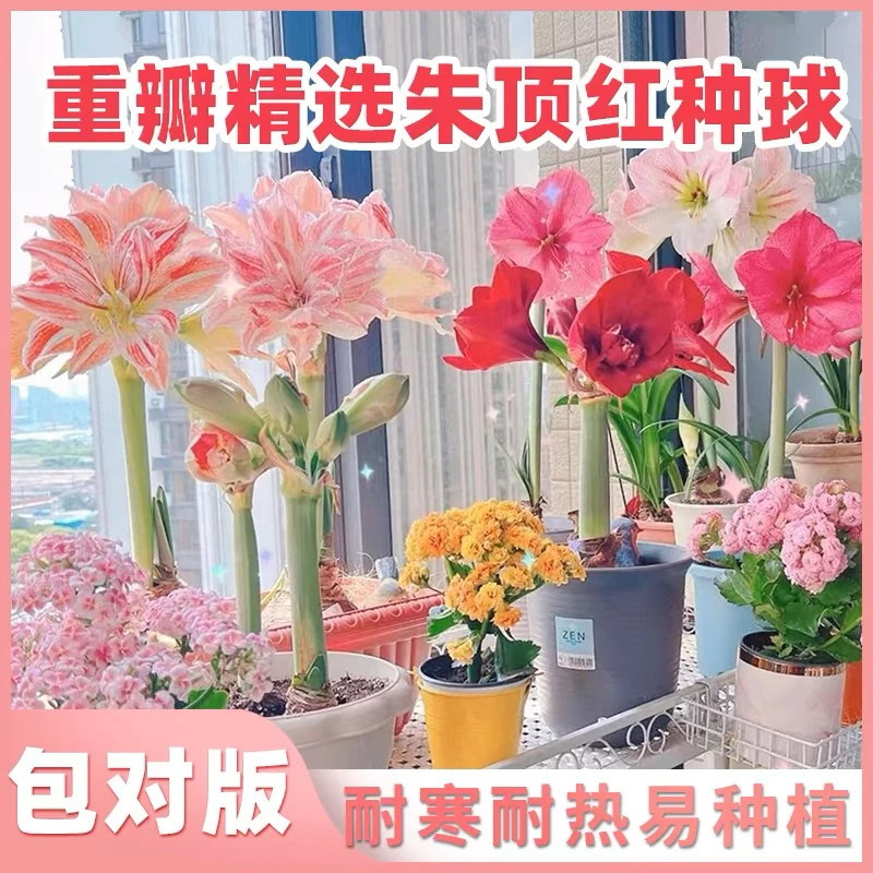 朱顶红种球5-6厘米 送肥料