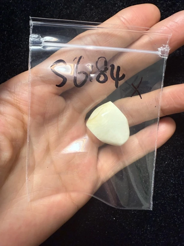 S6184 猛犸牙鲨鱼背三通配饰 瑕疵介意勿拍