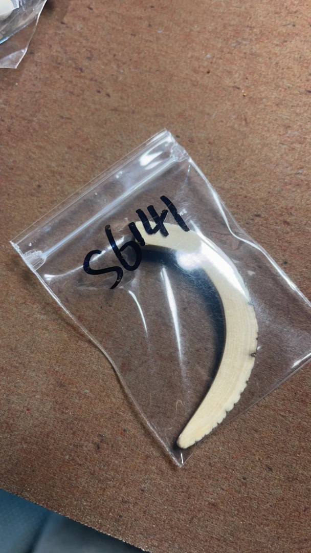 S6141 猛犸牙素牙尖配饰