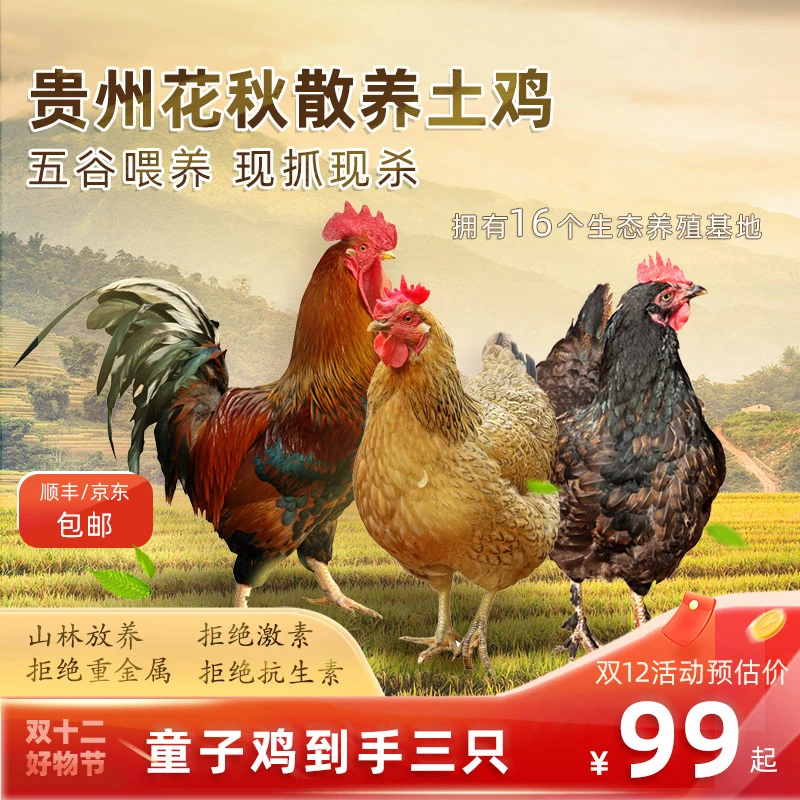 【三只童子鸡】半亩鸡花秋土鸡散养童子鸡现杀1只净重1.3斤以上hd
