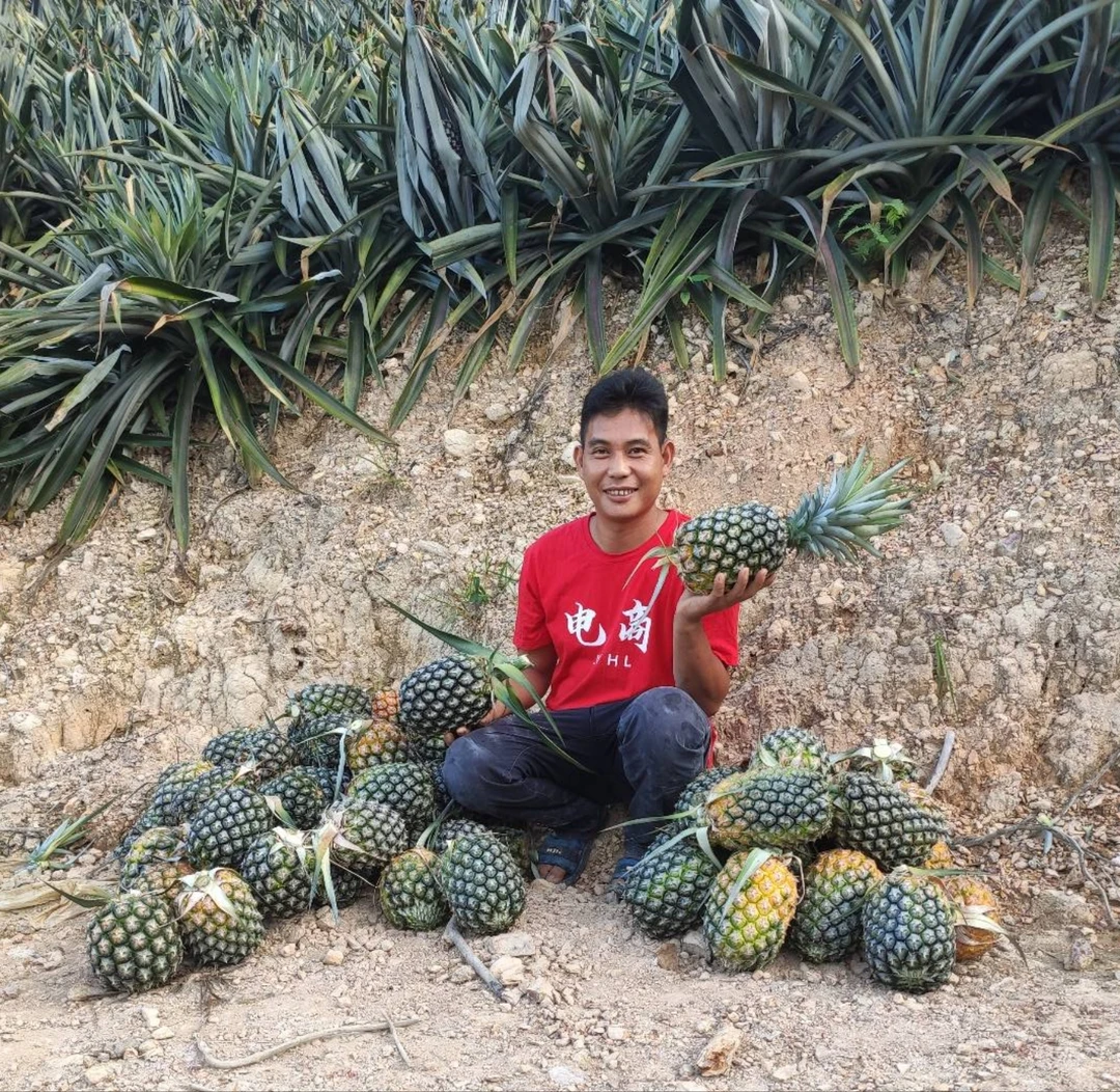 圆墩高山甜菠萝新鲜水削皮即食鲜甜多汁当季水果甜爽口树上自然熟