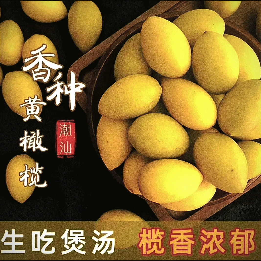 现摘现发潮汕老树黄香橄榄青果橄榄1斤煲汤泡酒橄榄果孕妇水果