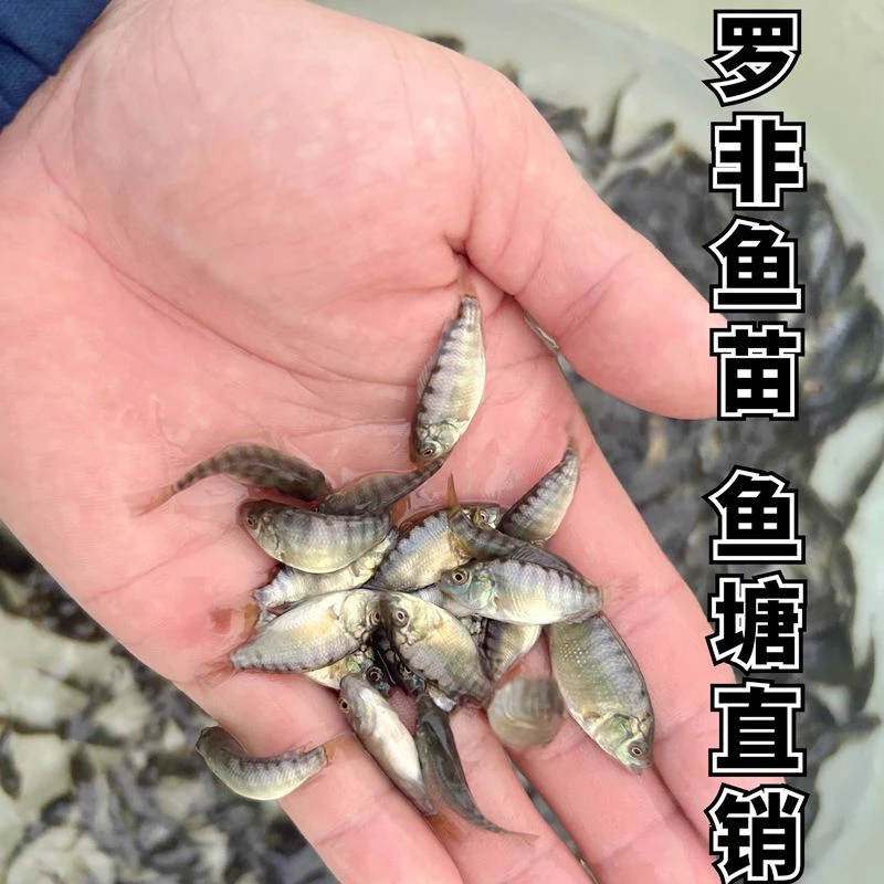快大种新吉富脆肉罗非鱼苗3-5公分淡水养殖鱼塘直发包邮包活处理
