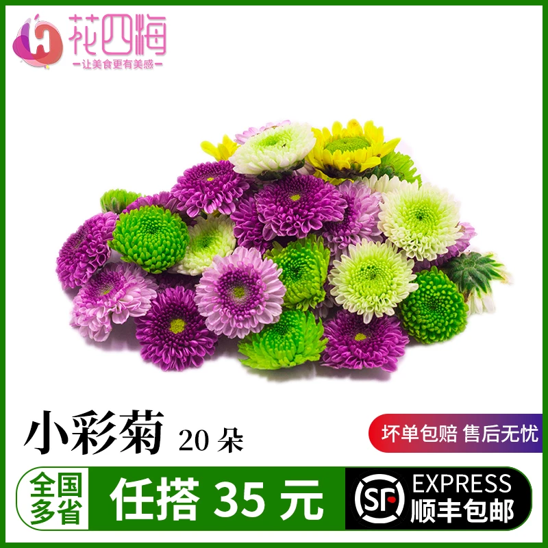 花四海新鲜彩菊 纽扣菊 混合雏菊小菊花乒乓菊酒店西餐摆盘装饰5g