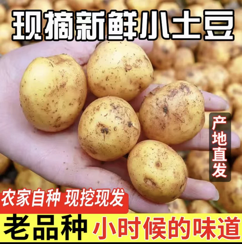 贵州高山今年本地黄心土豆现挖现发小时候的味道