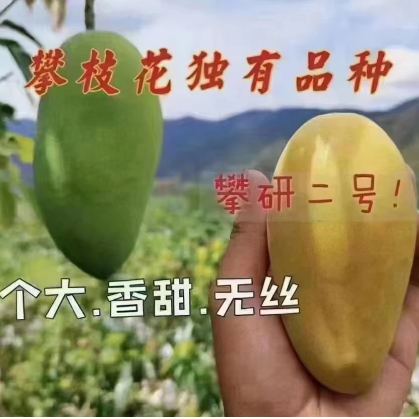攀枝花芒果攀研二号芒当季新鲜特色果现摘带箱9-10斤