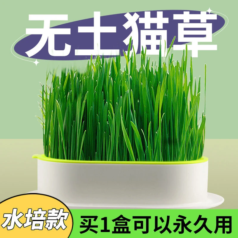水培猫草套装猫草种子猫零食懒人盆栽化毛去毛球天然猫草自种鲜草