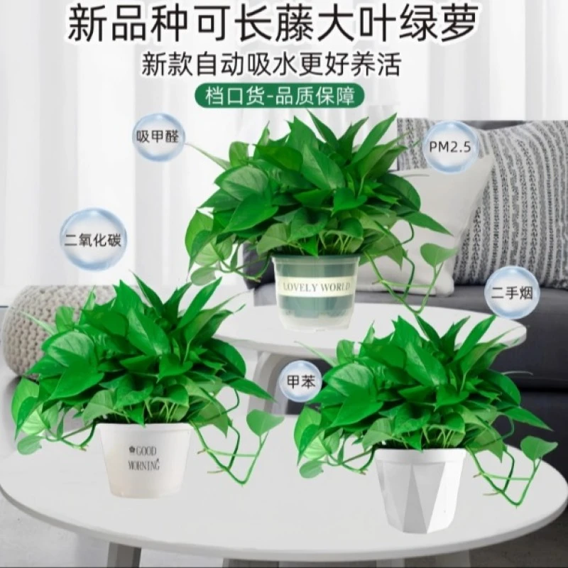 绿萝盆栽绿植花卉长