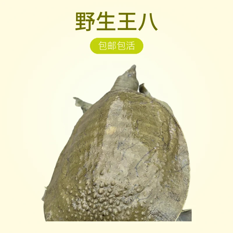 野生甲鱼   包邮包活到家