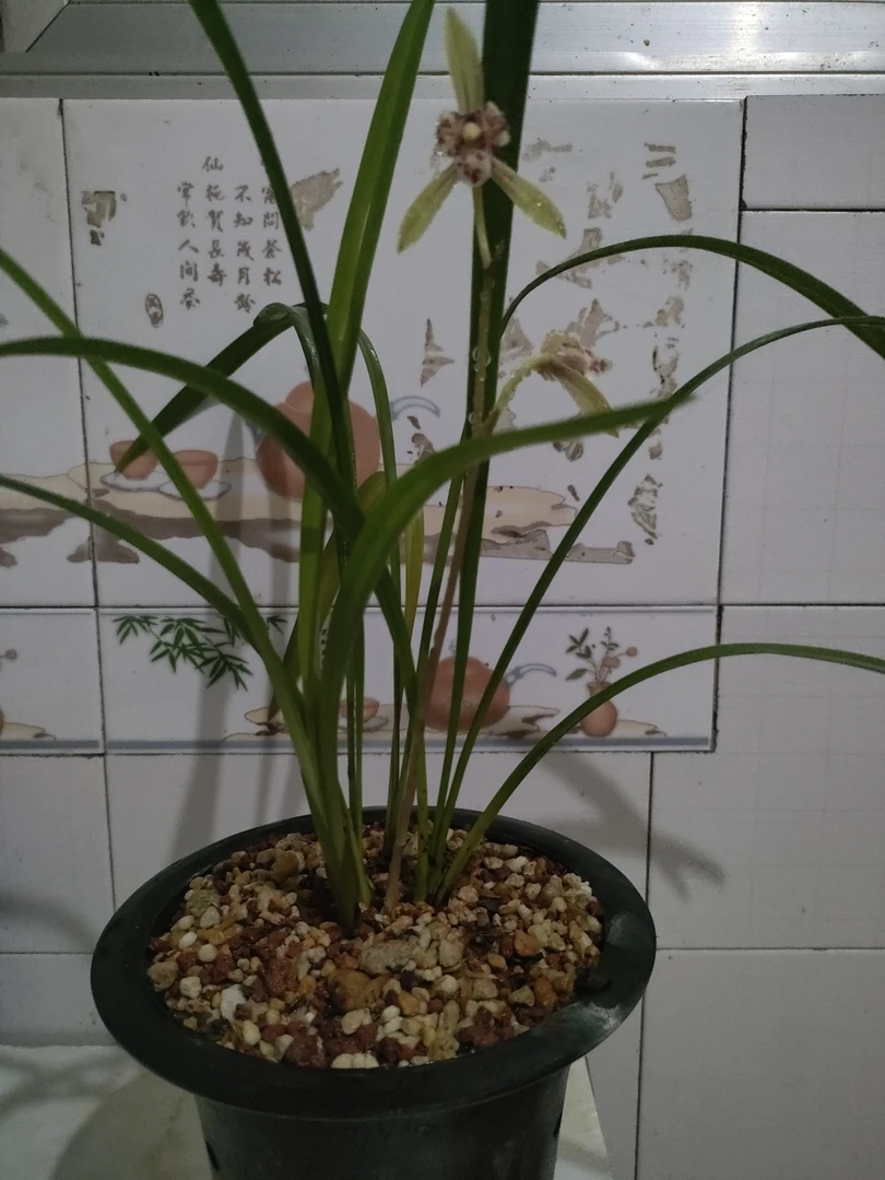 四川正宗四季兰三星蝶