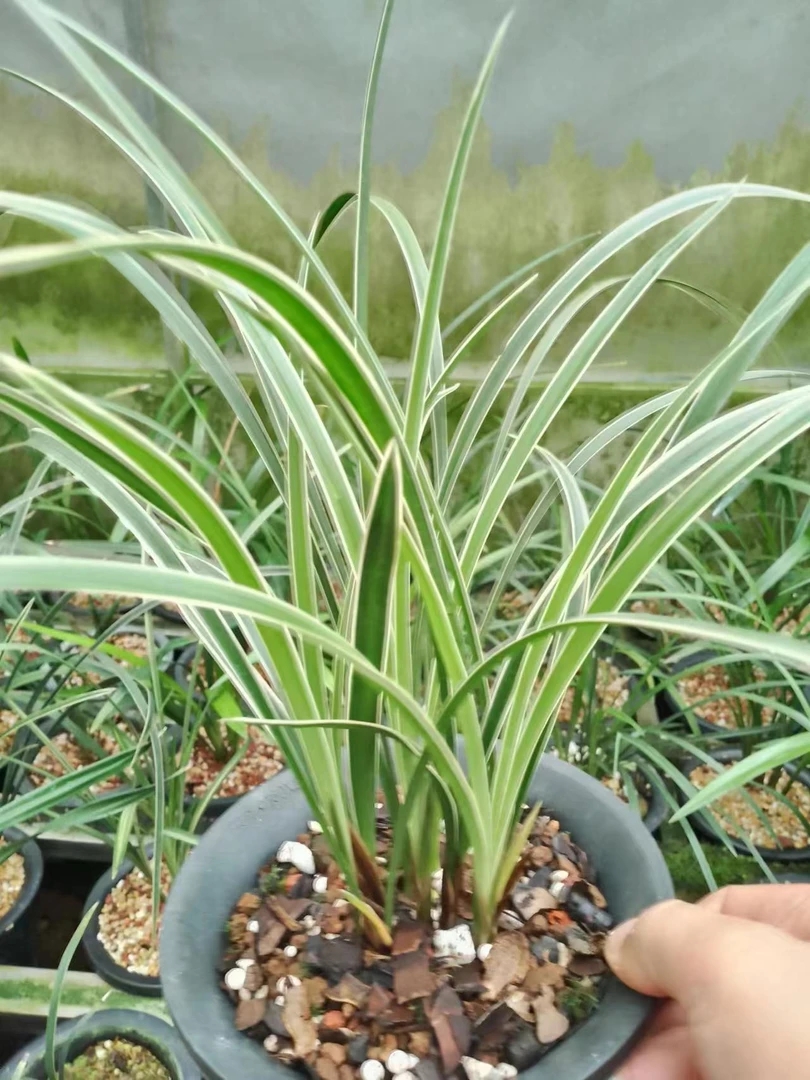 四川兰花 剑兰 春兰 高档室内花卉