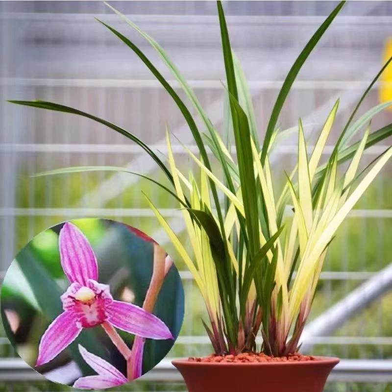 兰花室内盆栽 红芽黄艺建兰浓香红花 高雅绿植花卉四季兰阳台植物
