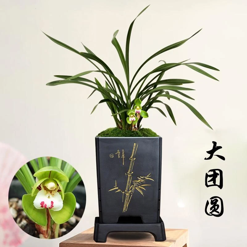 春兰名品矮种大团圆 浓香室内兰花盆栽 办公室易芽易花精品兰花苗