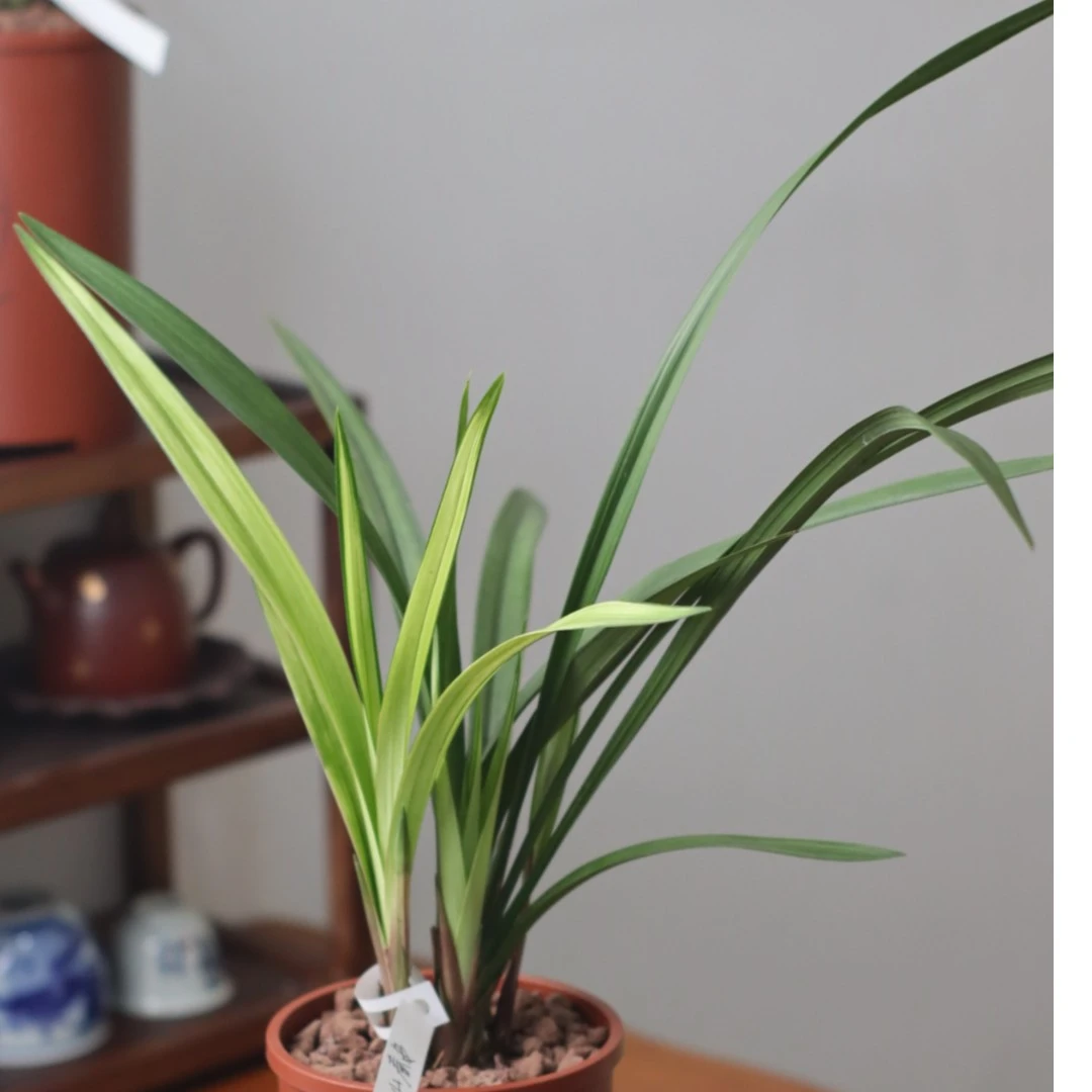 建兰高山春色原盆原土发货花艺双全可赏花观叶花香浓郁好养护