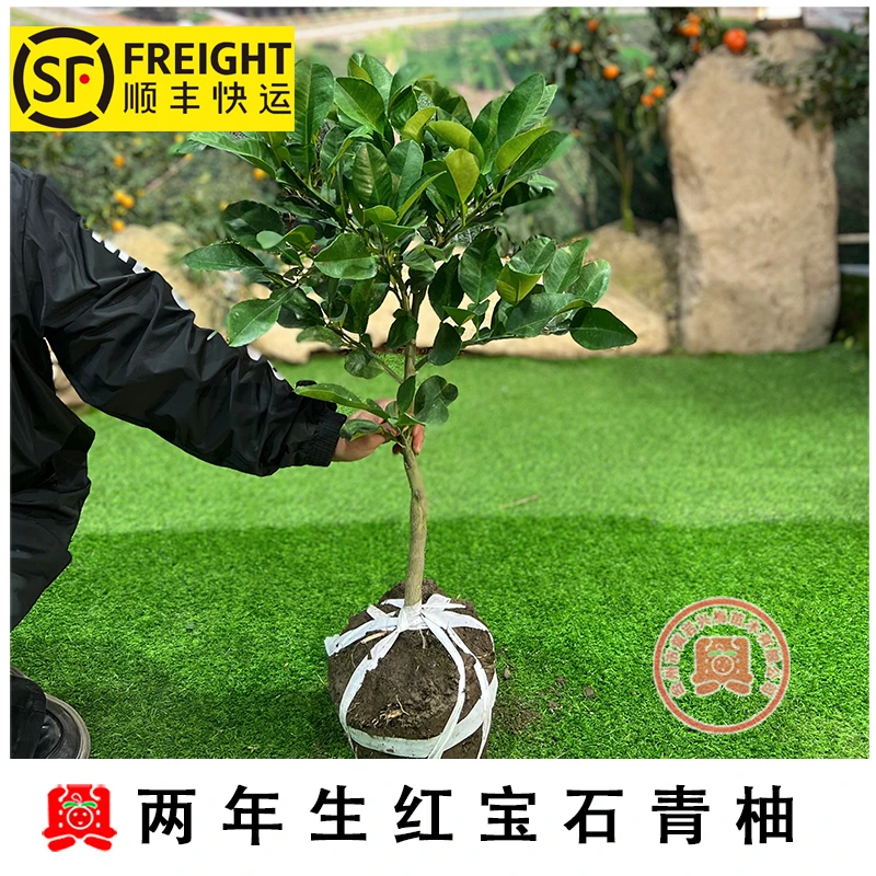 2年生泰国红宝石柚子树苗 嫁接树苗 盆栽地栽南北方种植带土栽培