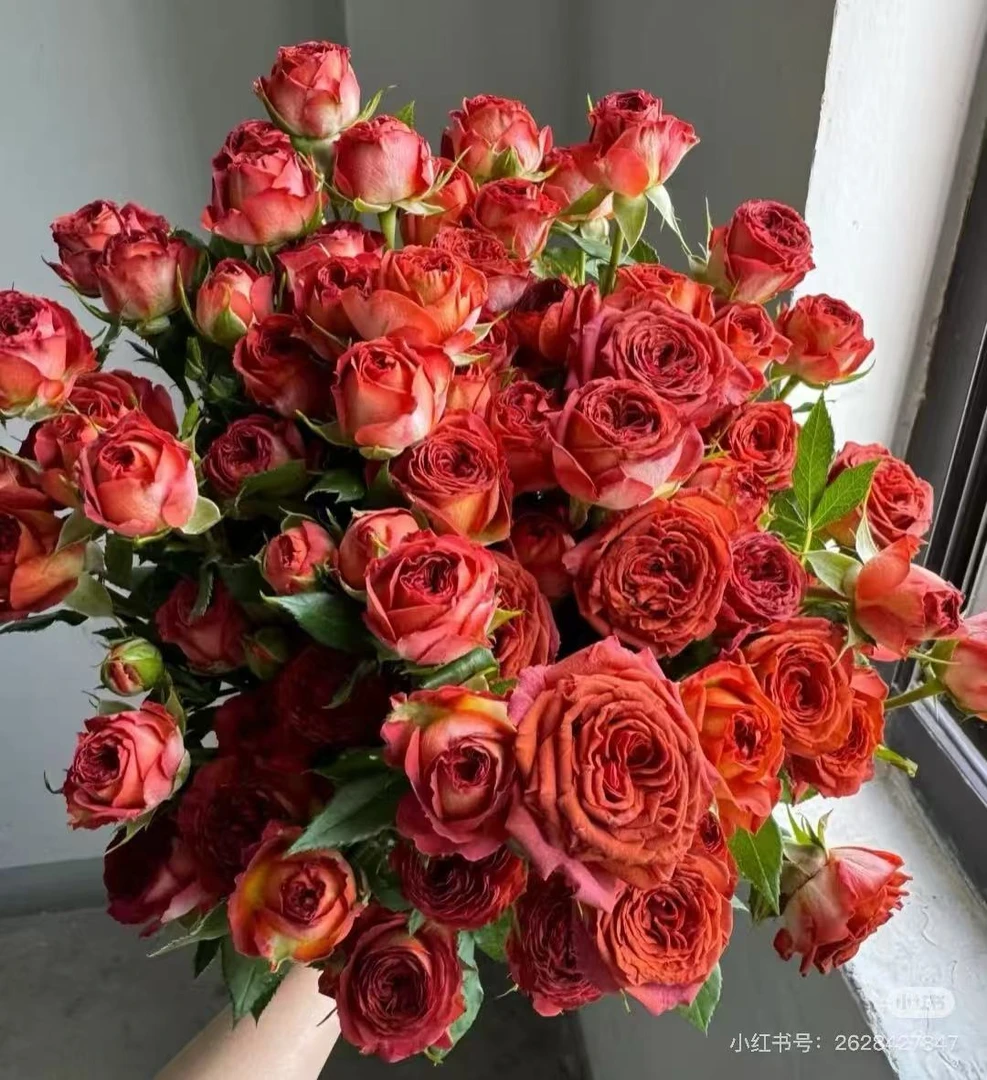 巧克力泡泡10枝 一单普通快递 两单升级冷链