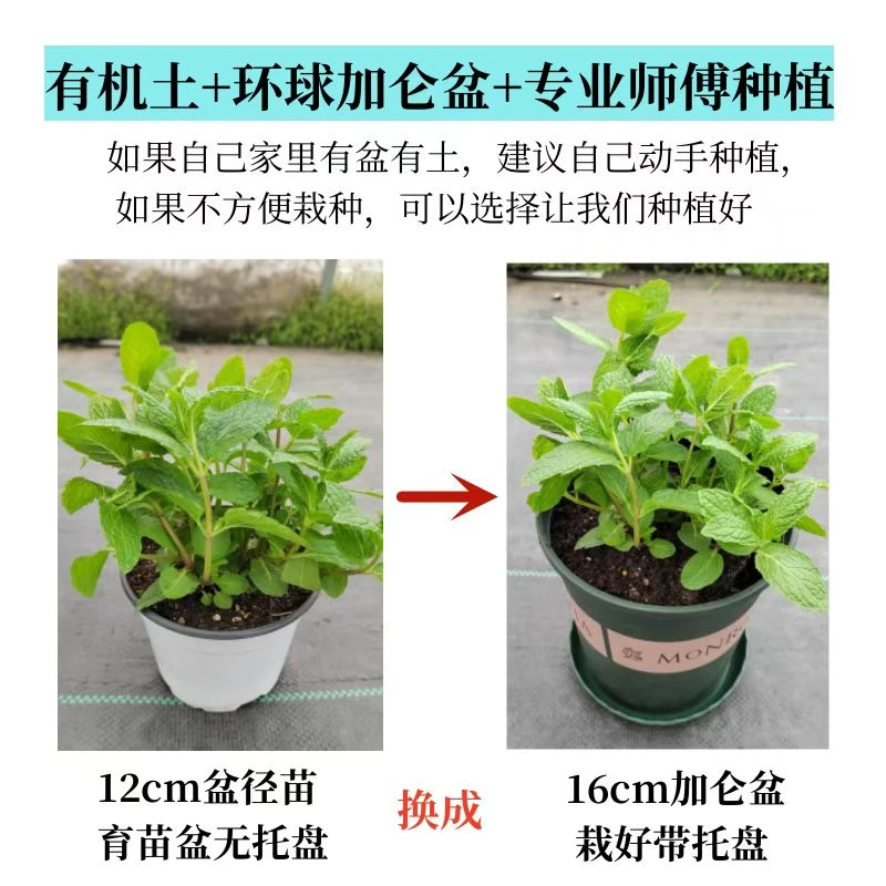 克拉香花盆营养土有机肥料粘虫板加仑盆磁吸盆懒人盆青山盆