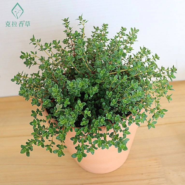 克拉百里香青橙香味食用观赏盆栽绿植植物克拉香草薄荷自育新品