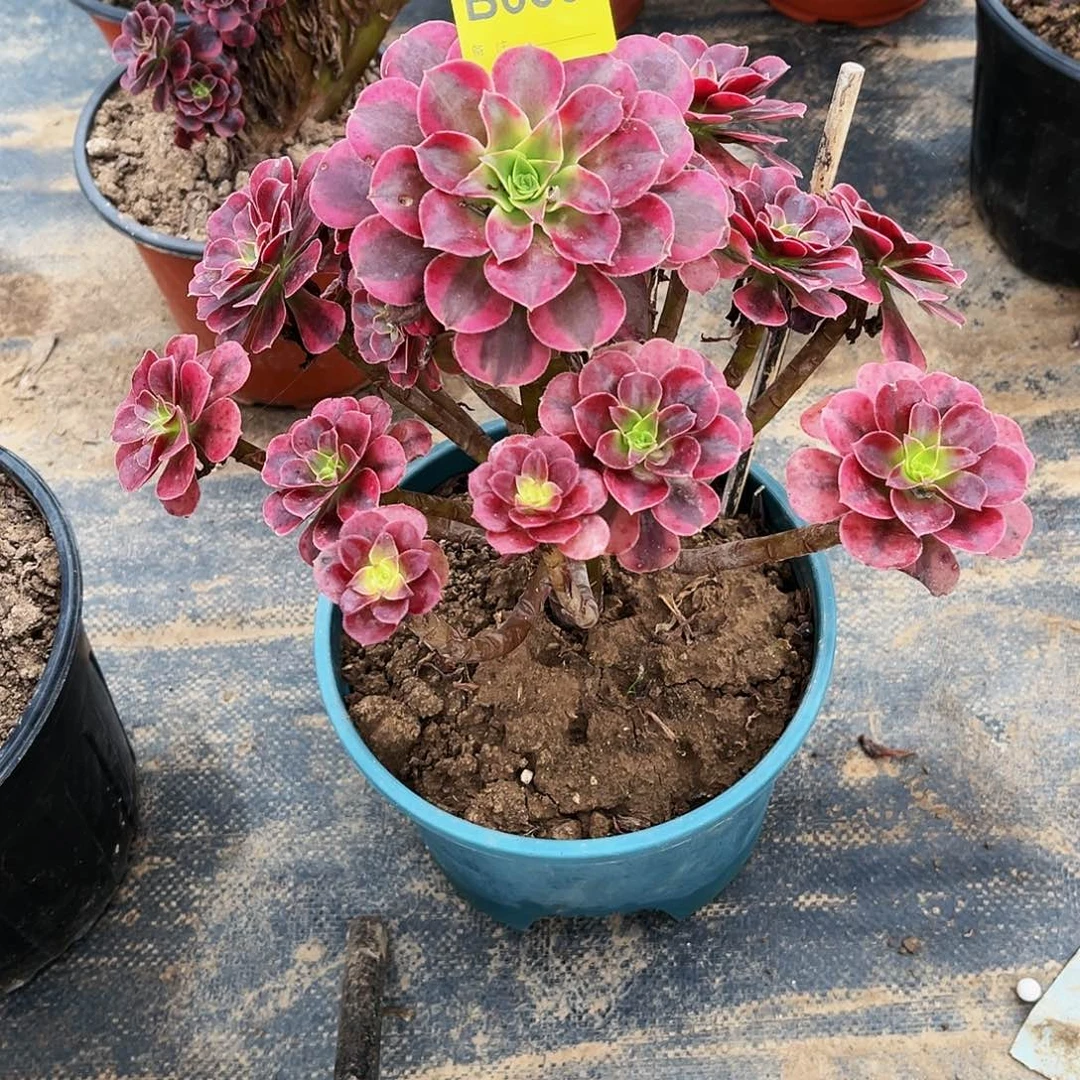 多肉植物639美杜莎