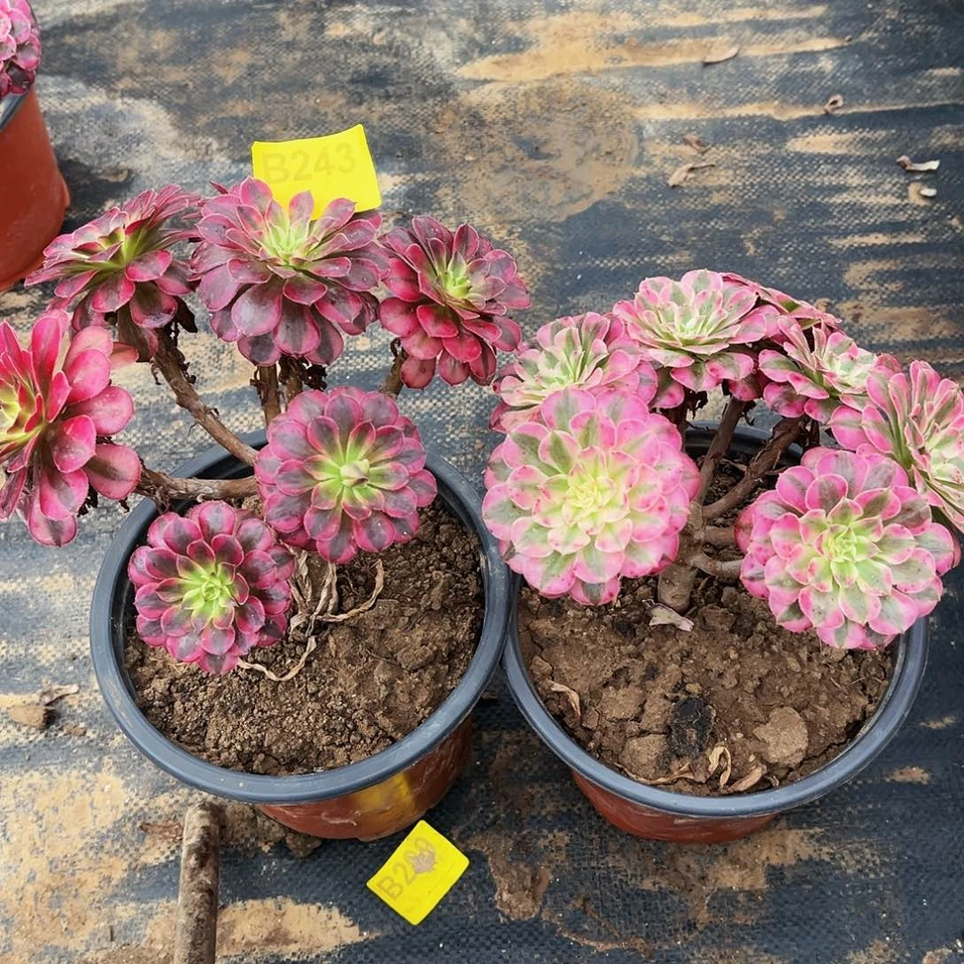 多肉植物243黑铜白，红铜白