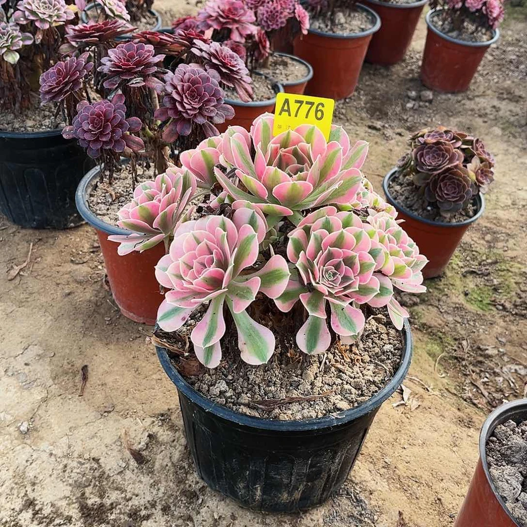 多肉植物776粉女巫