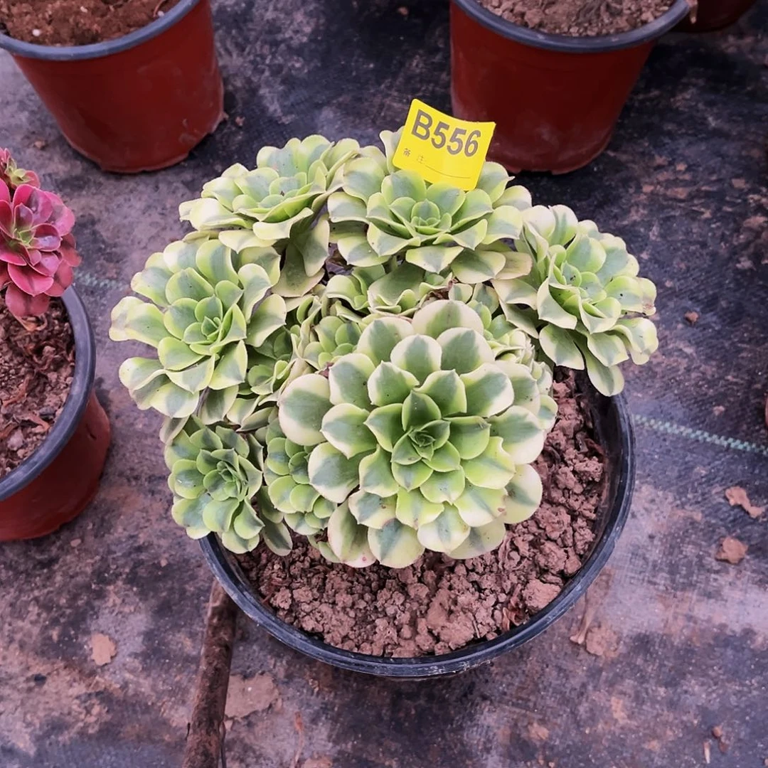 多肉植物556绿豆沙