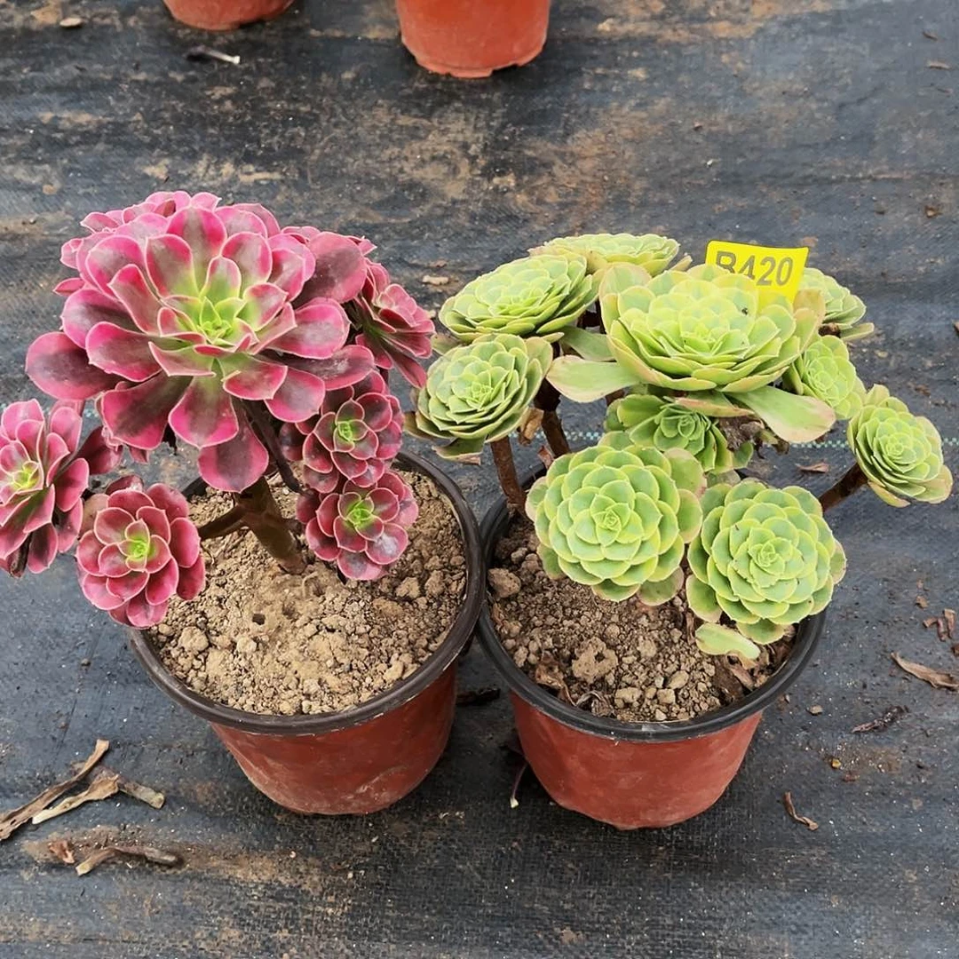 多肉植物420美杜莎，奶白