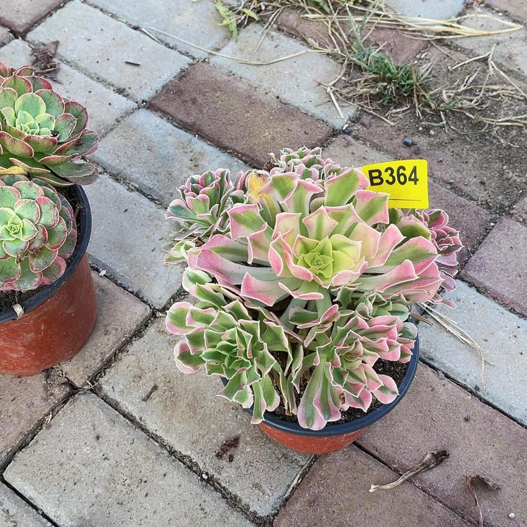 多肉植物364白凤