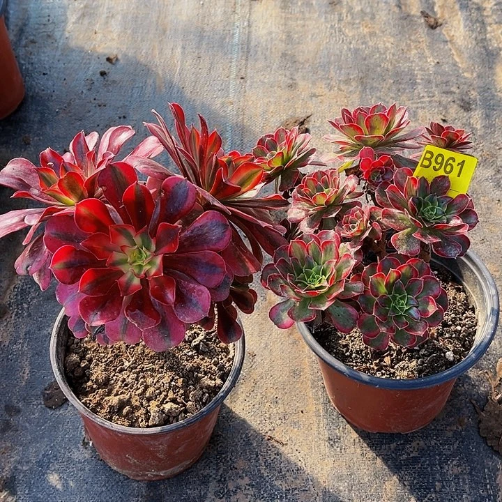 多肉植物961美杜莎，安娜小颗