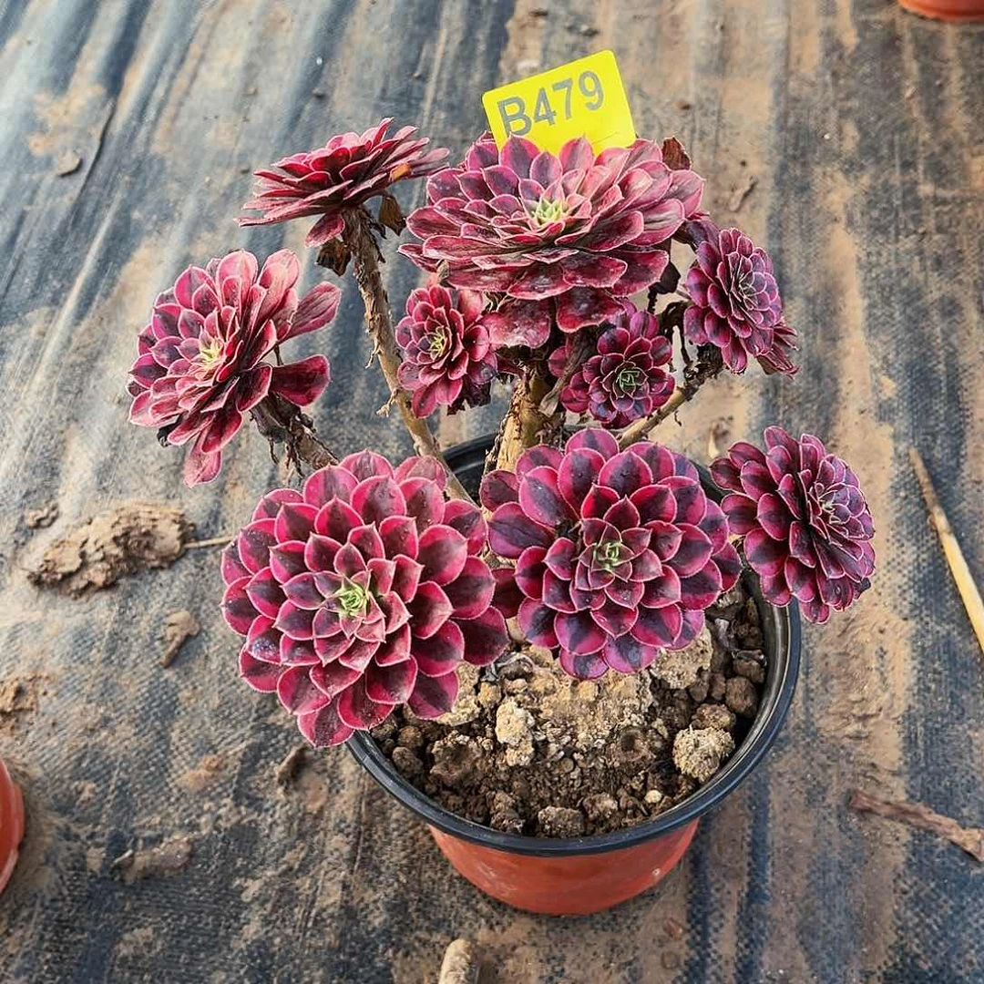 多肉植物479黑铜白