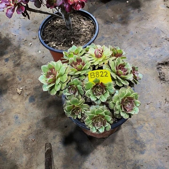 多肉822红丝绒……多肉