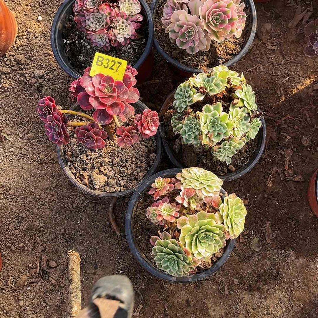 多肉植物327五棵