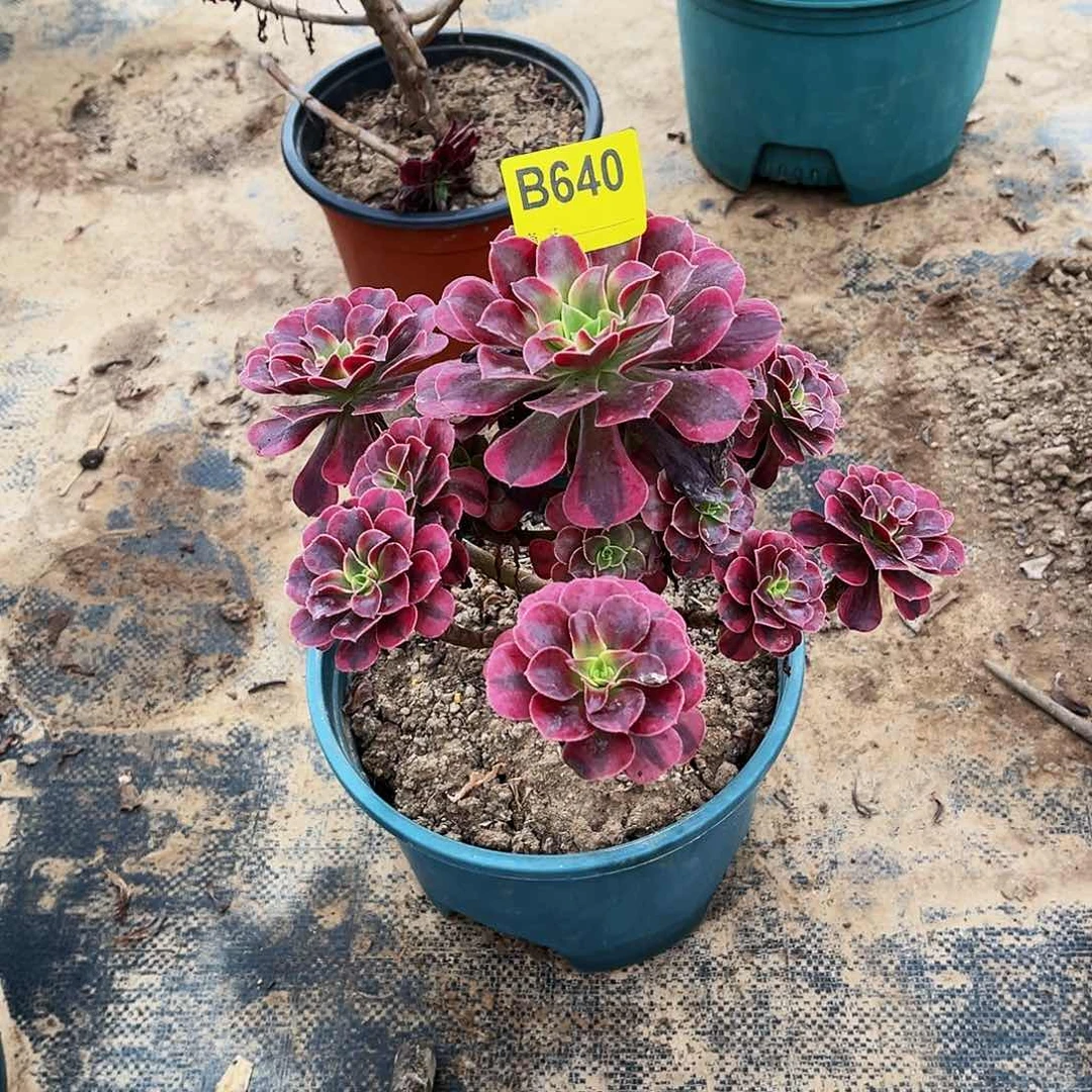 多肉植物640美杜莎