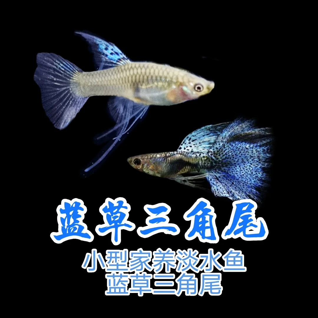 蓝草三角尾 大c孔雀鱼胎生鱼