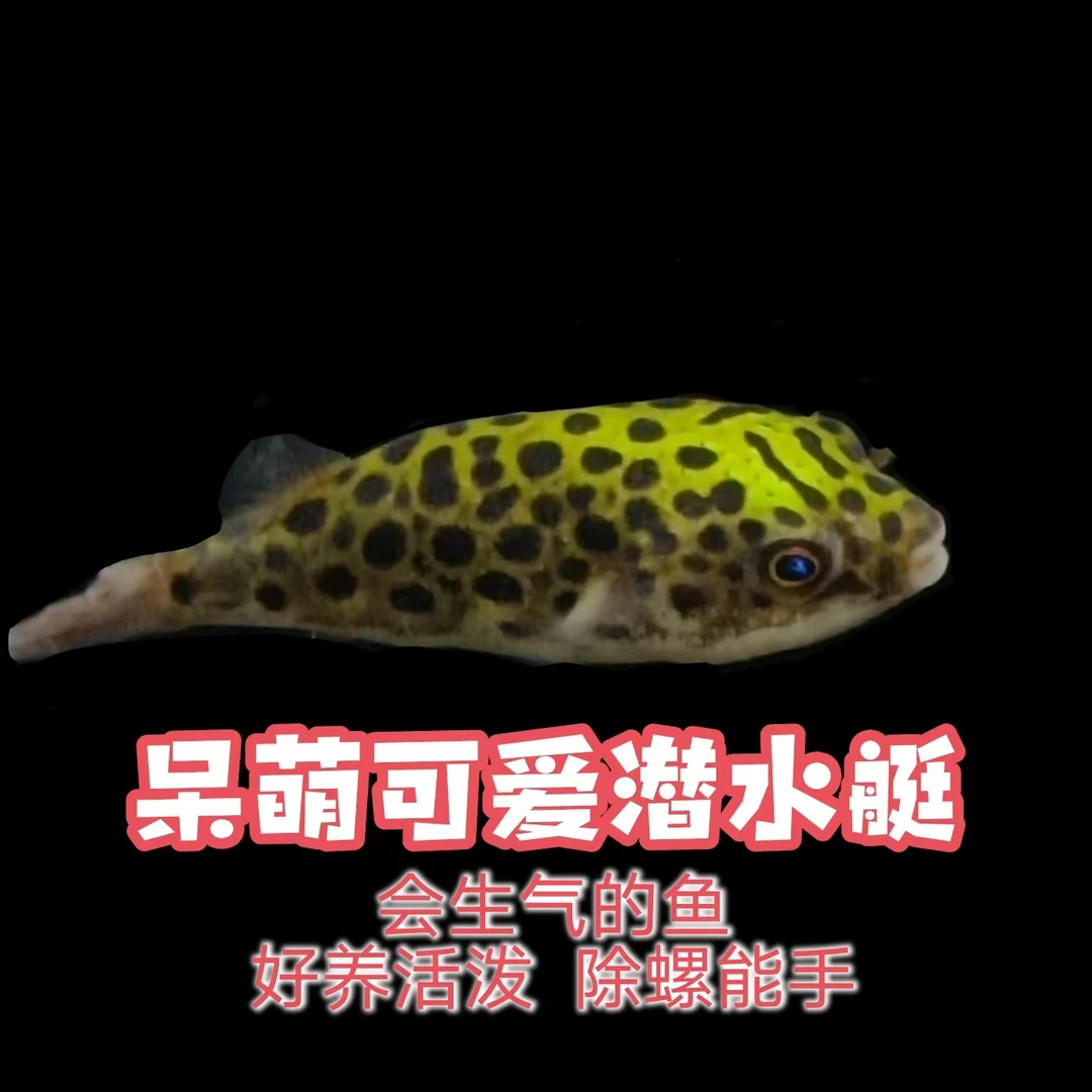 河豚活体宠物观赏鱼潜水艇河豚热带淡水生气鼓气鱼饲养