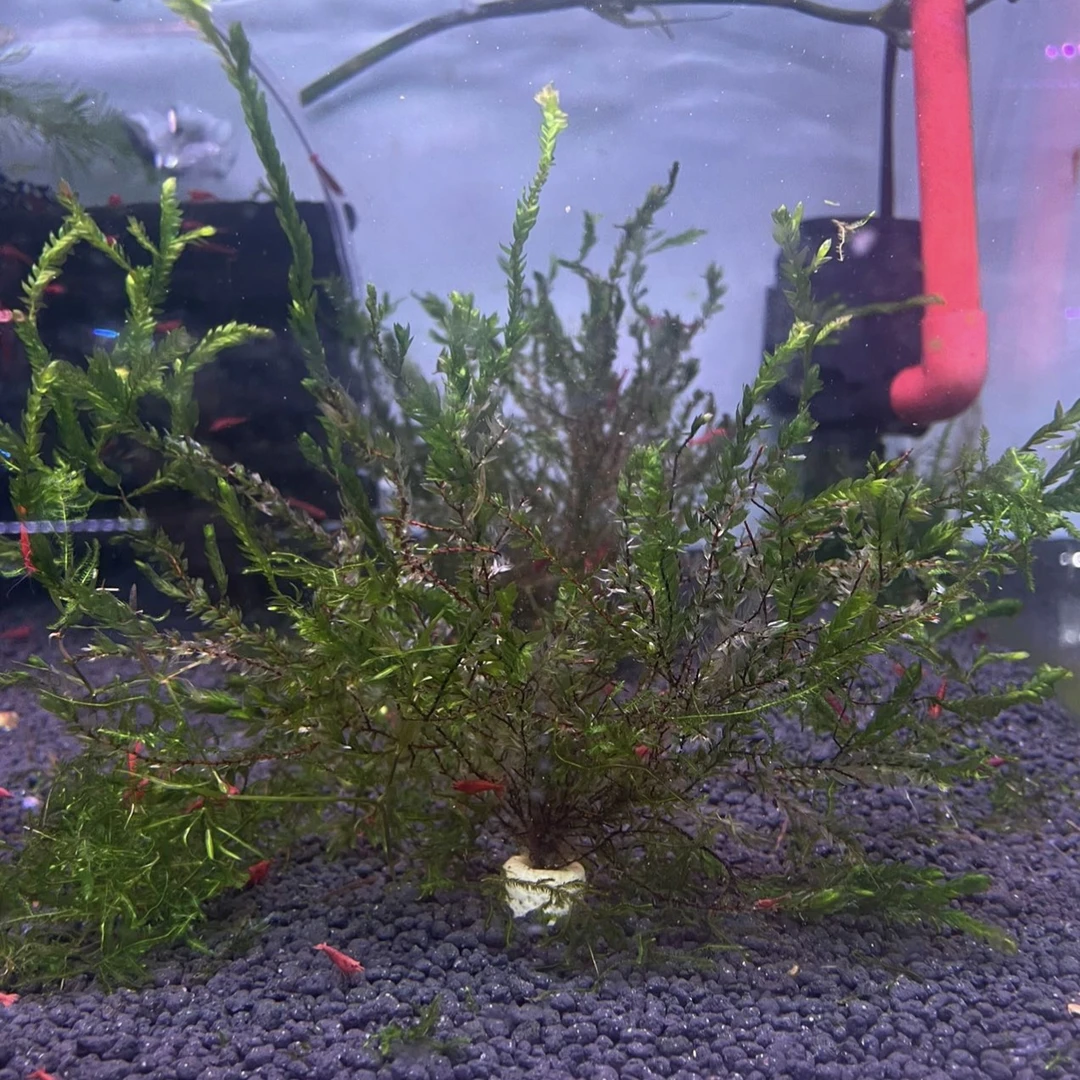 鱼缸水草绿翡翠水草活草缸角前景造景