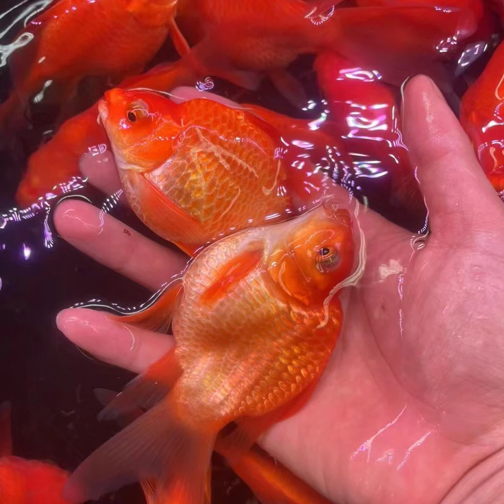 红色蝴蝶鲤观赏鱼 一品精选火焰红