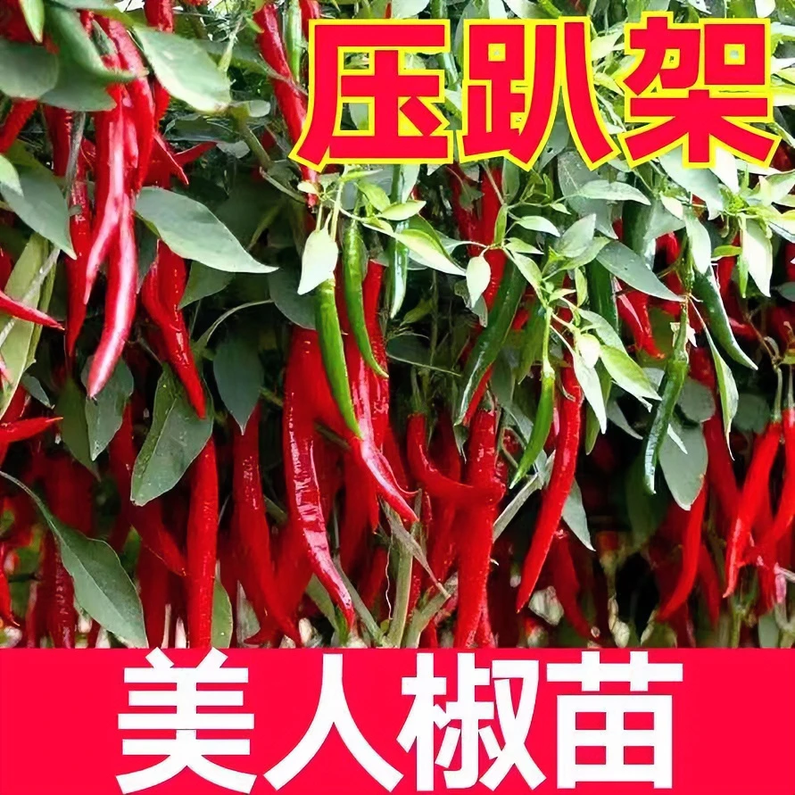 （拍二发三）根系美人椒种苗四季蔬菜辣椒秧苗高产优质种苗穴盘苗