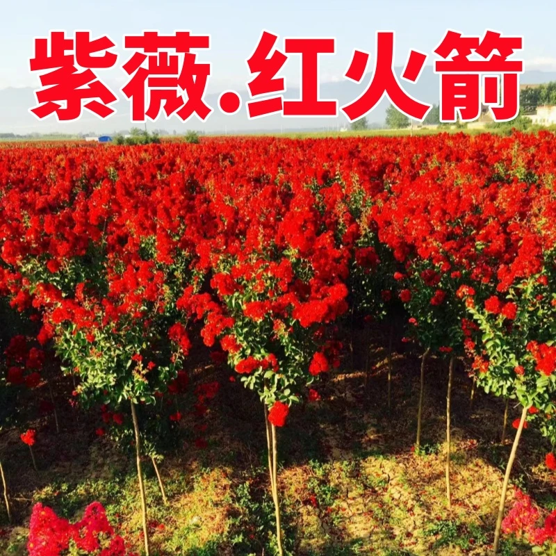 【一物一拍】红火箭天鹅绒紫薇花树苗盆栽地栽阳台庭院独杆丛生植物