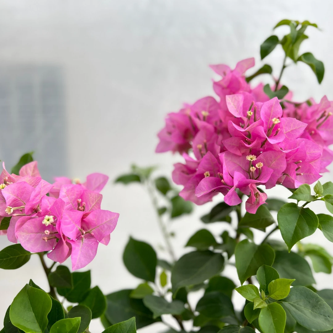 三角梅多色勤花品种一物一拍专属链接