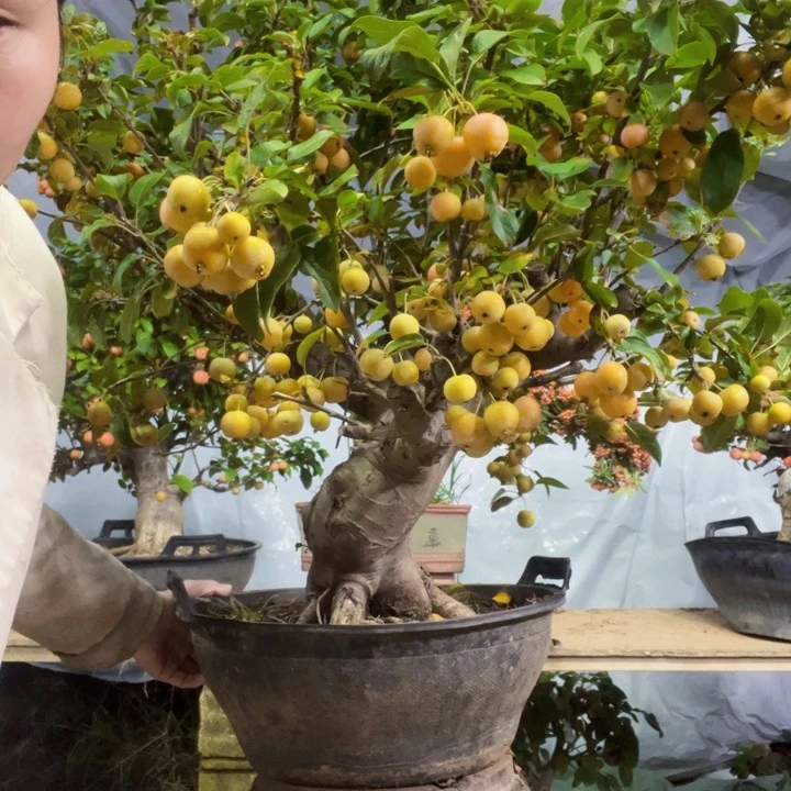 商*甲海棠盆景一物一拍