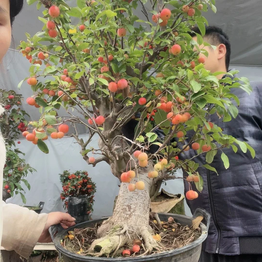 ，*海棠盆景一物一拍