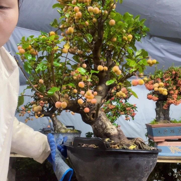 一**.海棠盆景一物一拍