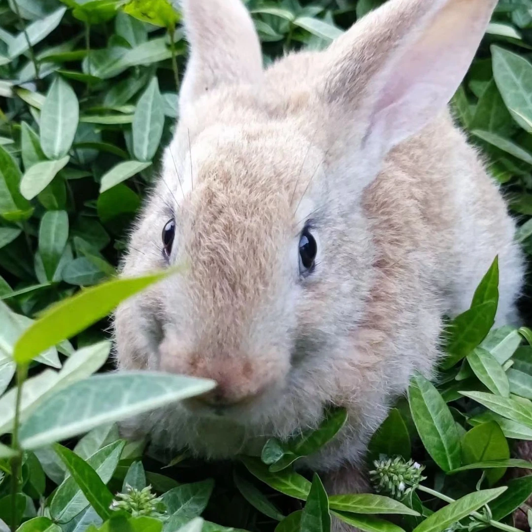 约5斤比利时兔伊拉兔中华黑兔肉兔