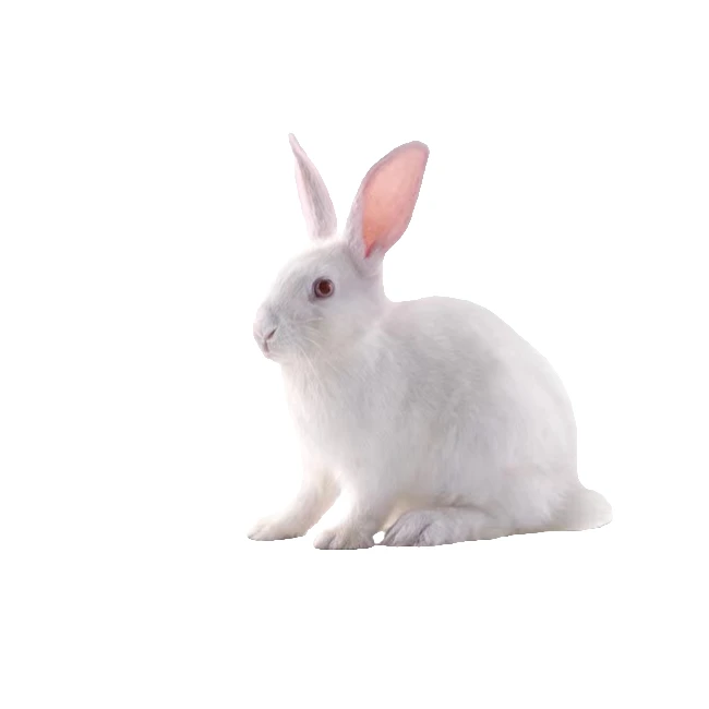 约2斤左右比利时麻兔伊拉白兔中华黑兔肉兔兔肉