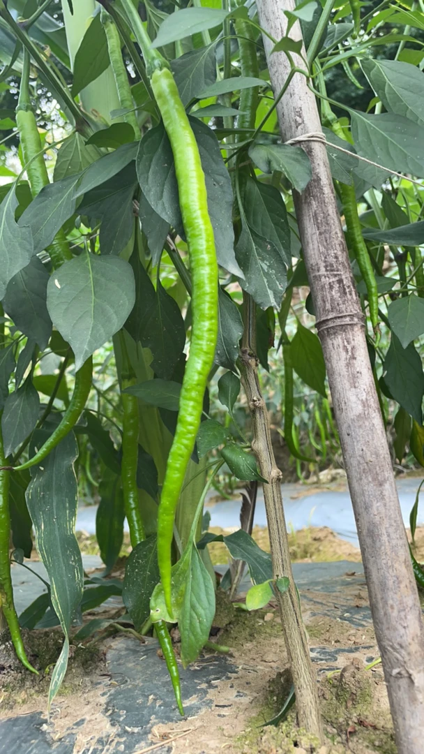 辣椒 条椒 二荆条 农家自己种植 现摘现发