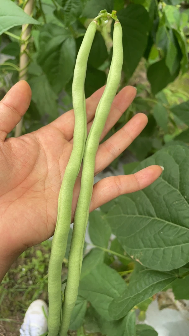 无筋豆 四川 新鲜采摘生鲜 无筋豆 现摘现发露天种植