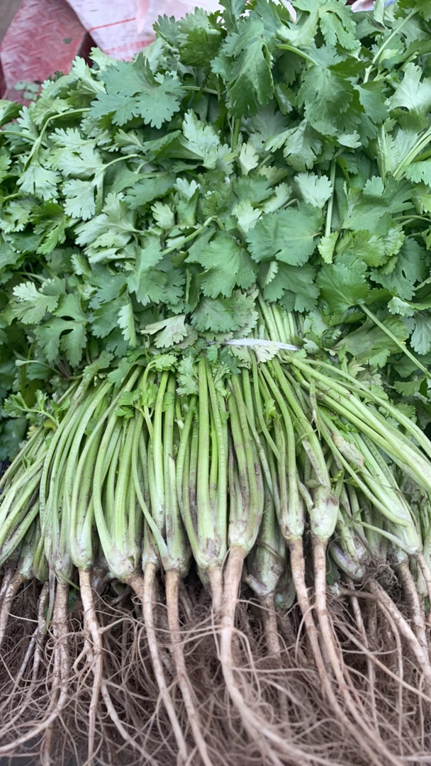 乡村赶集 鲜挖农家自种 香菜