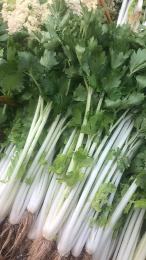 白芹菜乡村山货土货新鲜采摘生鲜芹菜